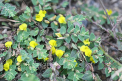 Crotalaria hebecarpa